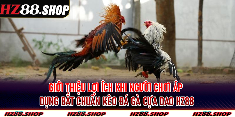 Giới thiệu lợi ích khi người chơi áp dụng bắt chuẩn kèo đá gà cựa dao Hz88