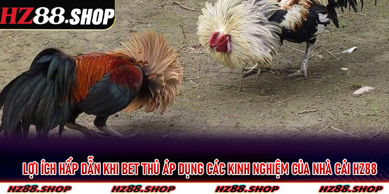 Lợi ích hấp dẫn khi bet thủ áp dụng các kinh nghiệm của nhà cái Hz88