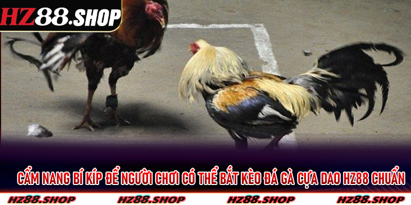 Cẩm nang bí kíp để người chơi có thể bắt kèo đá gà cựa dao Hz88 chuẩn