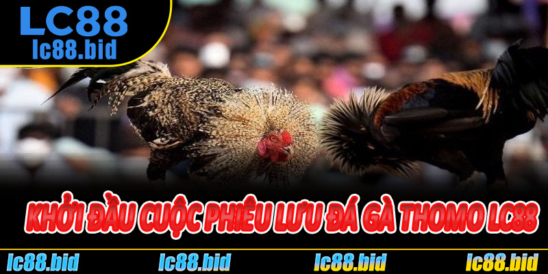 Khởi đầu cuộc phiêu lưu Đá Gà Thomo Lc88