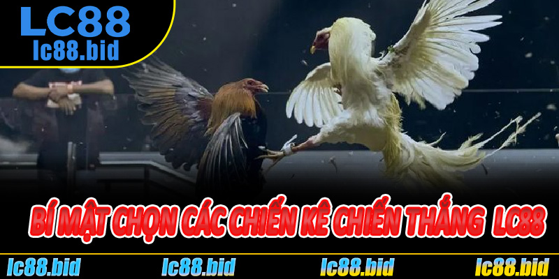 Bí Mật Chọn Các Chiến Kê Chiến Thắng Tại Nhà Cái Lc88
