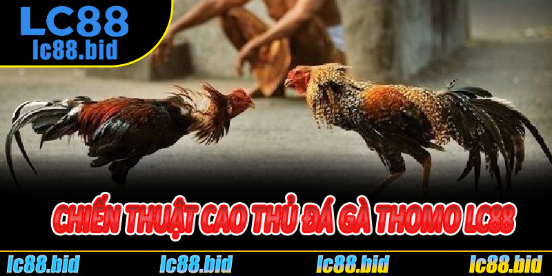 Chiến thuật nâng cao cho cao thủ Đá Gà Thomo Lc88
