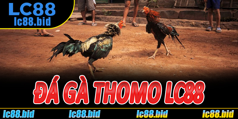 Đá Gà Thomo Lc88
